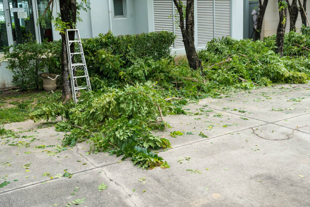 Residential Tree Removal in Brownsville, FL